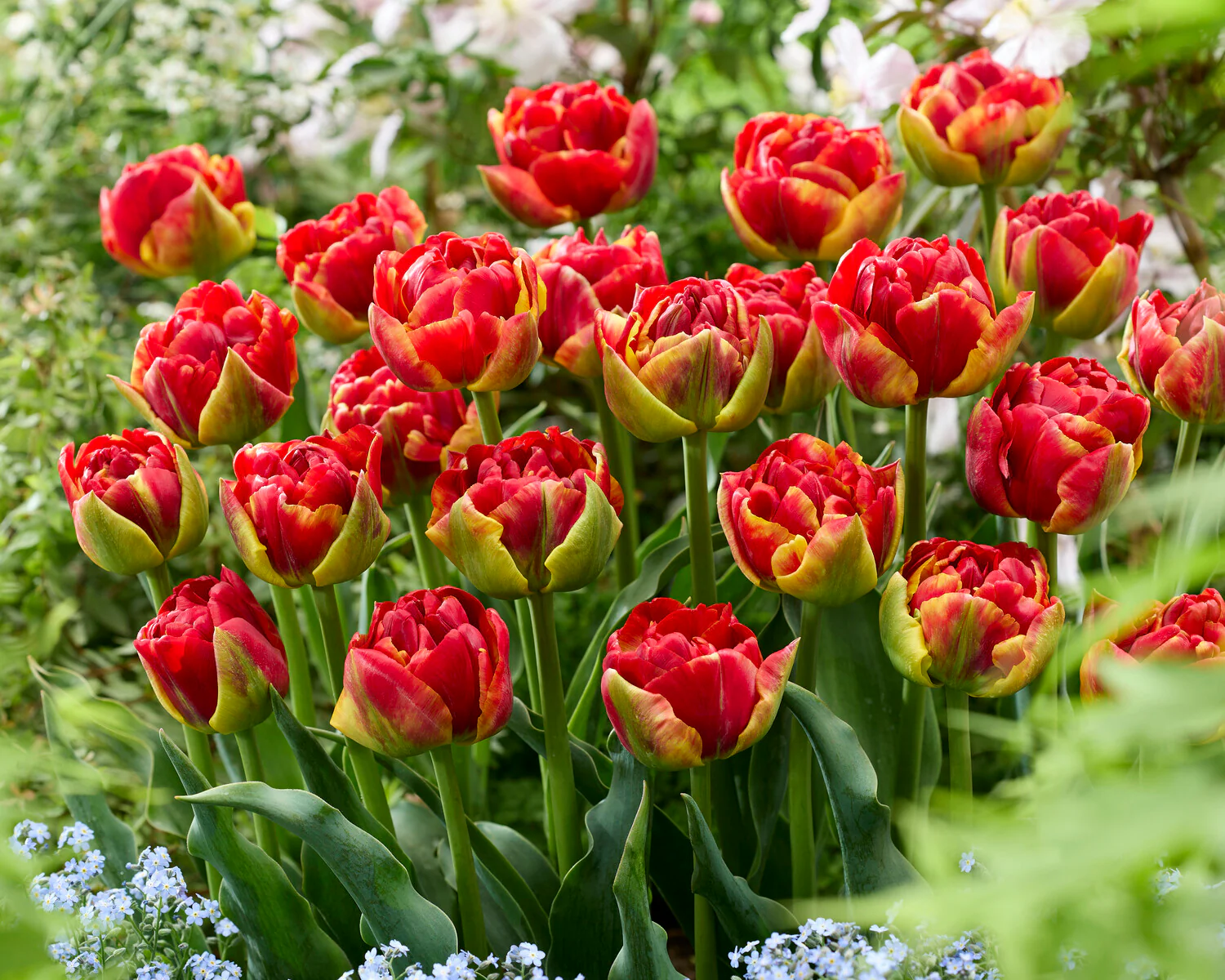 Tulip 'Tropical Sensation' - Image 3