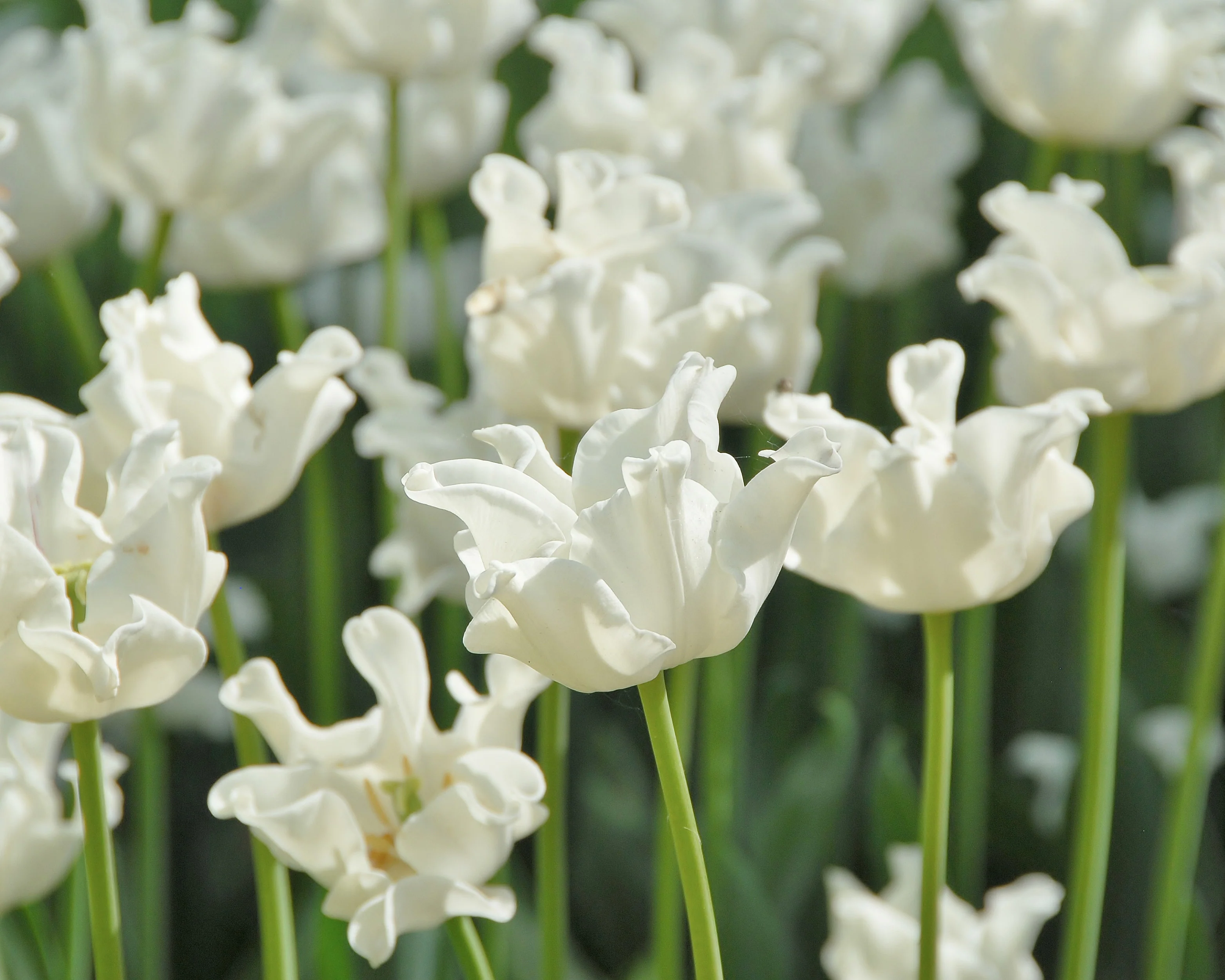 Tulip 'White Liberstar' - Image 5