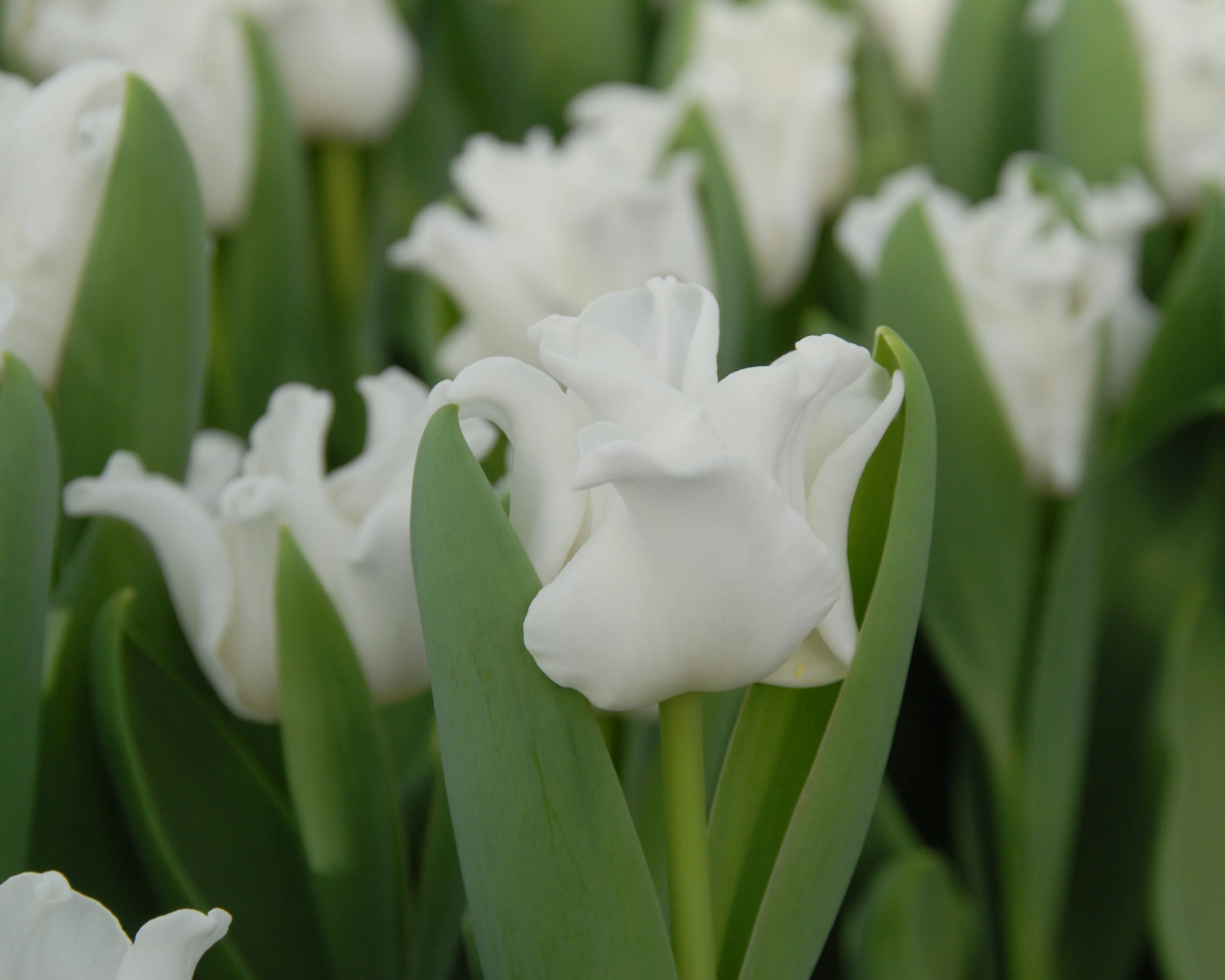 Tulip 'White Liberstar' - Image 6