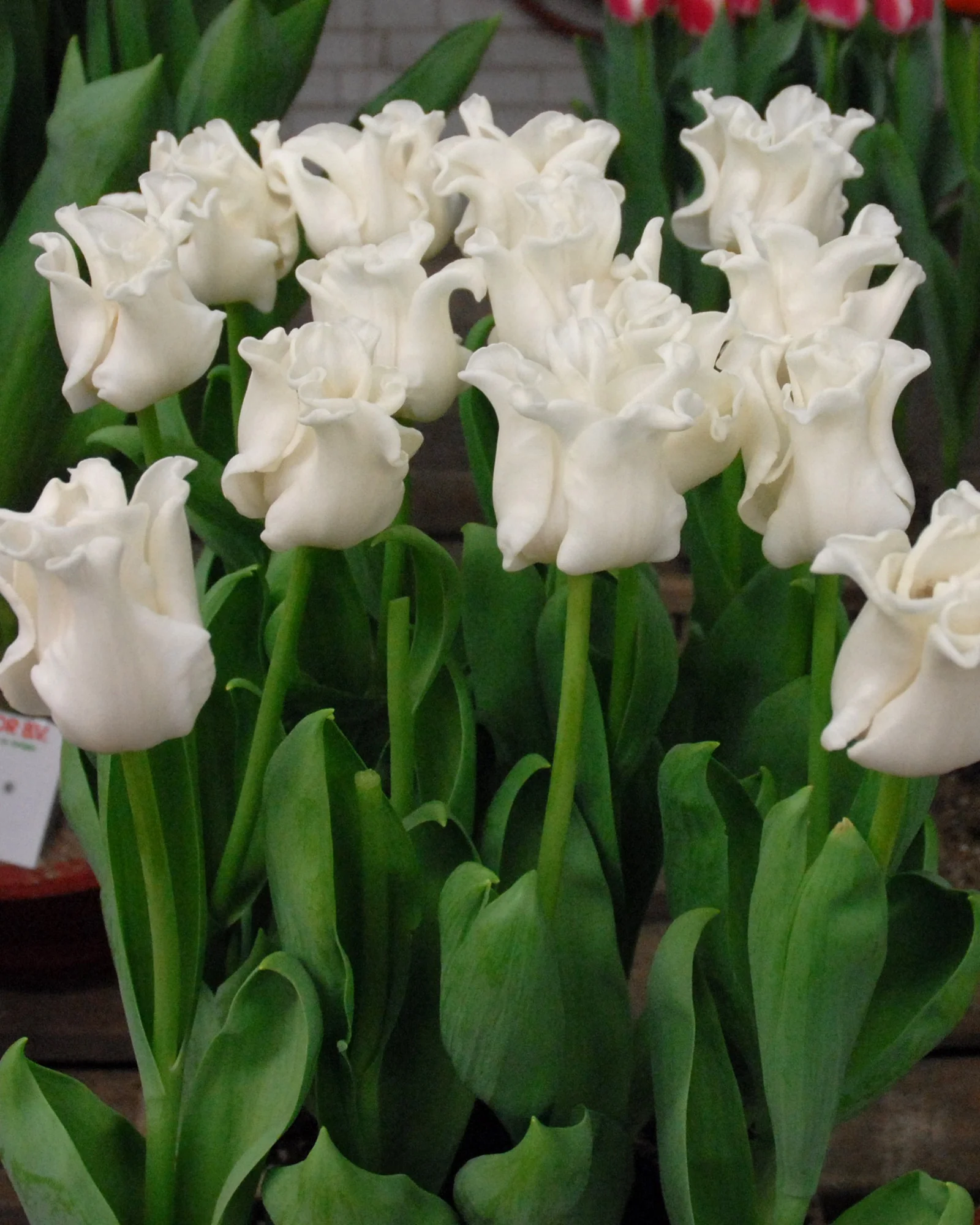 Tulip 'White Liberstar' - Image 7