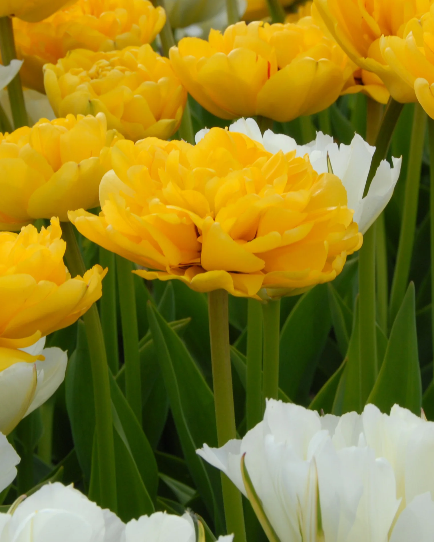Tulip 'Yellow Pomponette'
