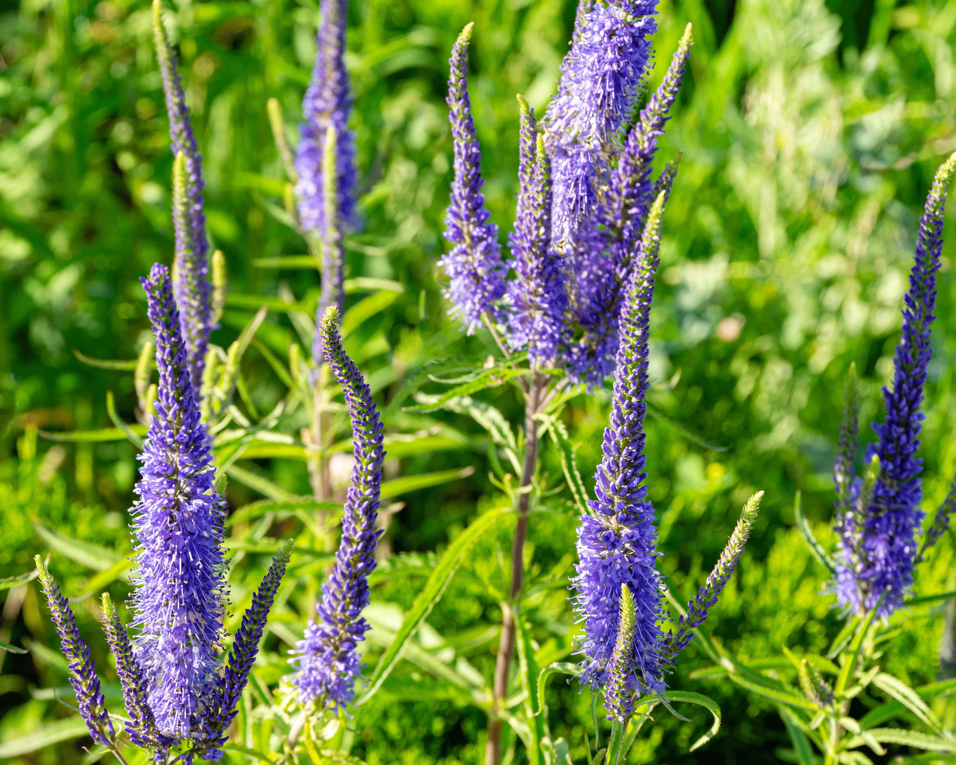 Veronica 'Ulster Dwarf Blue' - Image 4