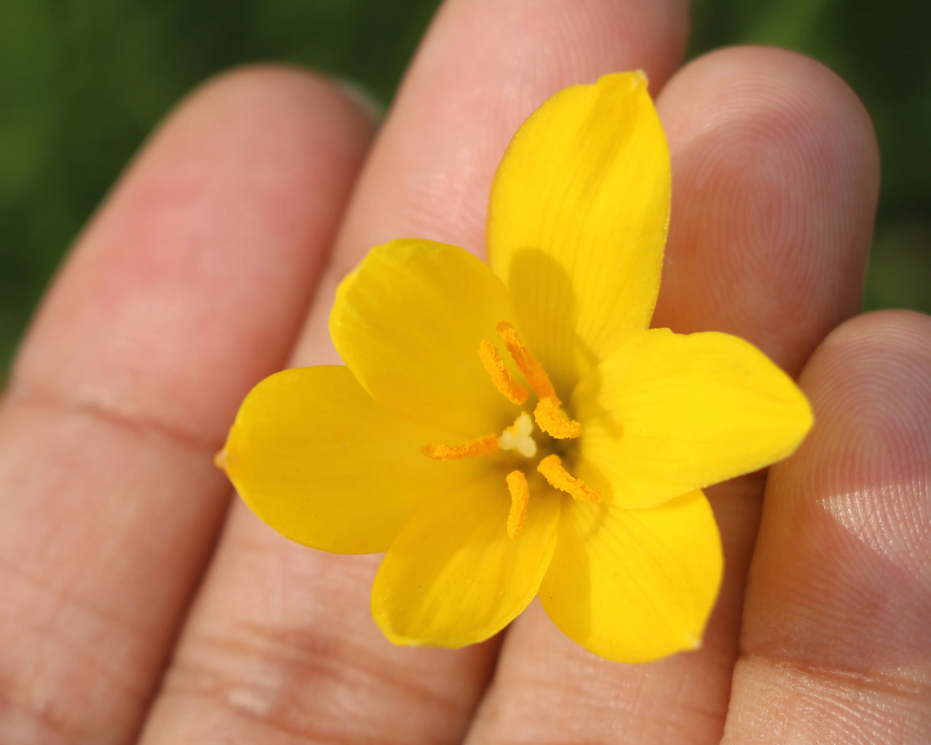 Zephyranthes sulphurea - Image 5