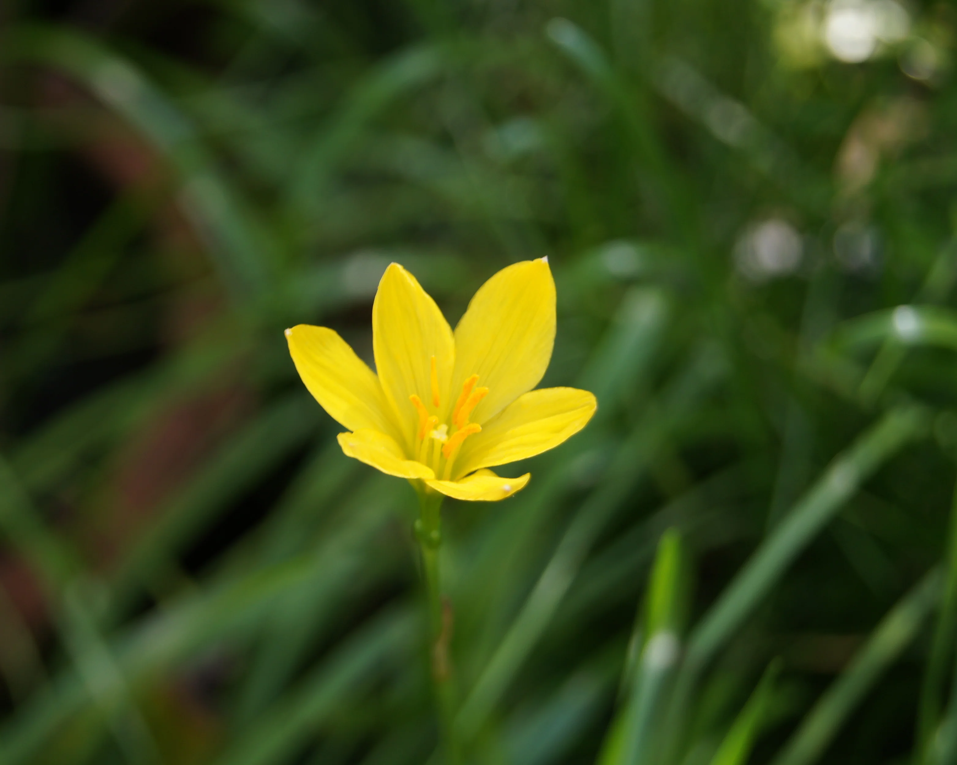 Zephyranthes sulphurea - Image 8